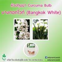 หัวปทุมมา พันธุ์ บางกอกไวท์ 5 หัว (Curcuma bulbs : Bangkok White 5 bulbs)