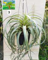 ทิลแลนเซีย ซีโรกราฟิก้า
ไม้ต่างประเทศ ใบยาวมากกว่า 2 ฟุต  วงศ์ : สับปะรด ( Bromeliaceae )
สกุล : สับปะรดสี ( Tillandsia )
ชื่อวิทยาศาสตร์ : Tillandsia xerographica ปลูกเลี้ยงง่าย ในที่ร่มแสงแดดรำไร รดน้ำวันละ 1-2 ครั้ง  ช่วยทำให้บ้านสดชื่นน่าอยู่