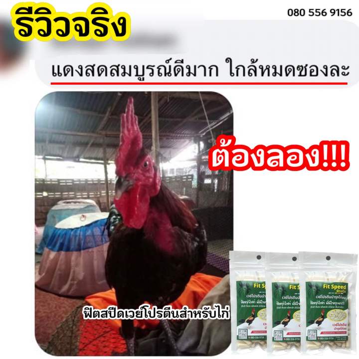 ฟิตสปีดเวย์โปรตีนบำรุงไก่ชน