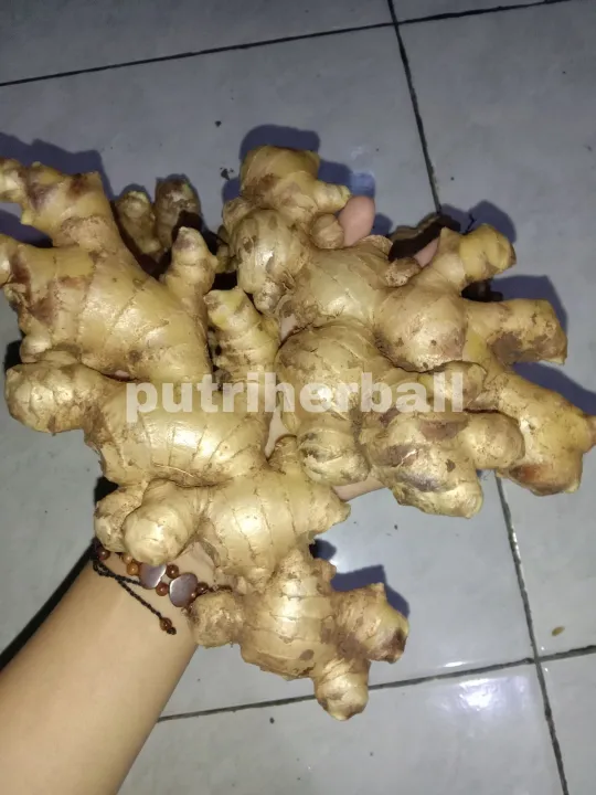 JAHE GAJAH KUALITAS NO 1 (PER 1 KG) Lazada Indonesia
