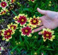 เมล็ดพันธุ์ดอกตาเสือ ซูเปอร์ สตาร์ (Super Star Coreopsis Seed) บรรจุ 50 เมล็ด ของแท้ คุณภาพดี ราคาถูก นำเข้าจากต่างประเทศ