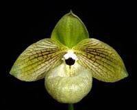 รองเท้านารีมาลิโพเอนเซ่ Paphiopedilum malipoense