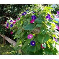 เมล็ดพันธุ์ มอร์นิ่งกลอรี คละสี หรือ ดอกผักบุ้งฝรั่ง (Mixed Morning Glory Flower) บรรจุ 10 เมล็ด คุณภาพดี