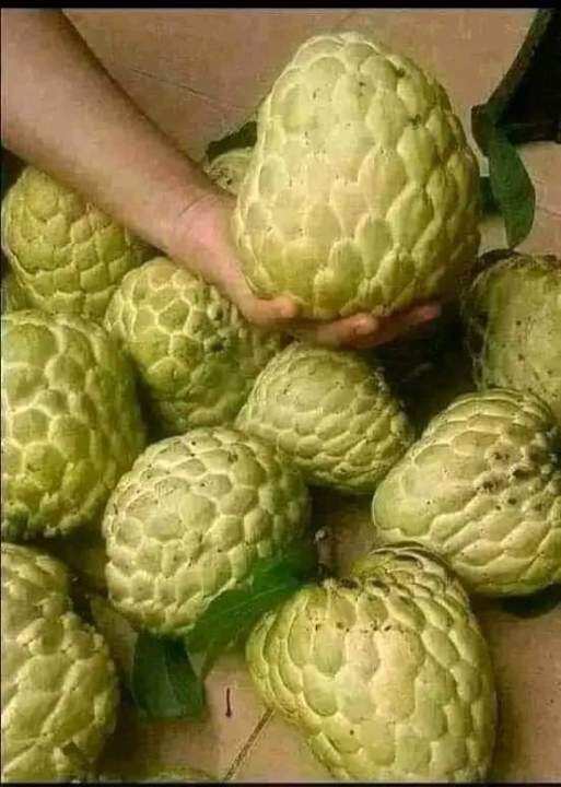 atis seeds/ seeds for planting | Lazada PH