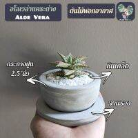 ?ต้นไม้จิ๋วหลายชนิด พร้อมกระถางปูนทรงถ้วยกลม 3.5"นิ้ว +จานรองปูน+หินแต่งหน้ากระถาง