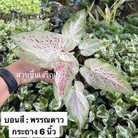 บอนสี พรรณดาว กระถาง 5.5 นิ้ว ต้นใหญ่ สวย แข็งแรง