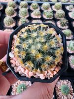 แมมขนนกเหลือง Mammillaria schiedeana ในกระถาง 2นิ้ว