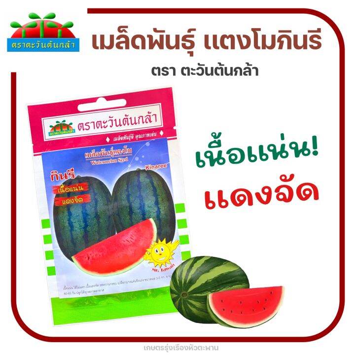 เมล็ดพันธุ์แตงโมกินรี-ตราตะวันต้นกล้า-เนื้อเเน่น-เเดงจัด