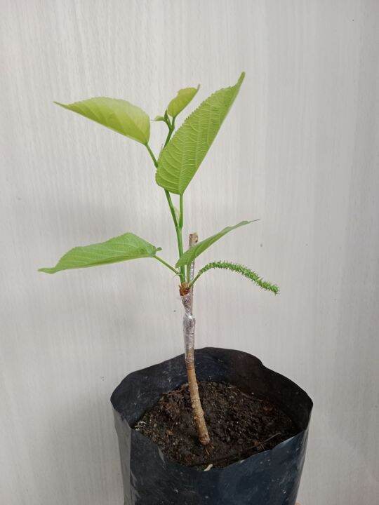 Red Himalayan Taiwan Long Mulberry Grafted.live Plant 