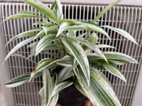 ไผ่ฟิลิปปินส์ด่างขาว Dracaena variegated กระถาง 4นิ้ว