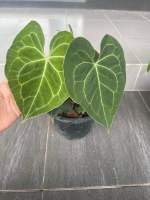 หน้าวัวหัวใจ Anthurium Clarinervium กระถาง8นิ้วต้นใหญ่