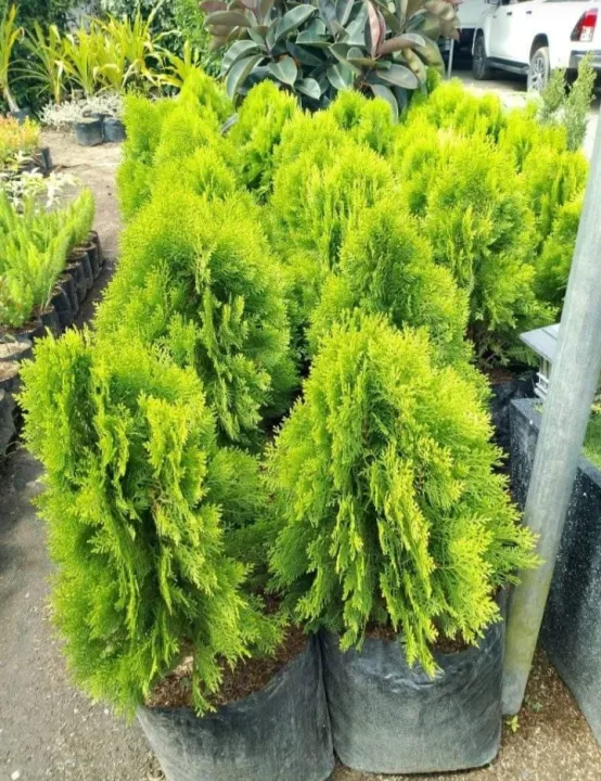 Live Plant Fan Cypress Pine Cypress Tree Cypress Plant Herbal Plant
