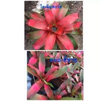 หน่อ-Neo Grace # ต้นสับประรดสี #bromeliad#ต้นไม้สวยงาม# ไม้ประดับ# ตกแต่งบ้าน#bromeliad# ไม้ประดับ# ไม้มงคล# ขายถูก