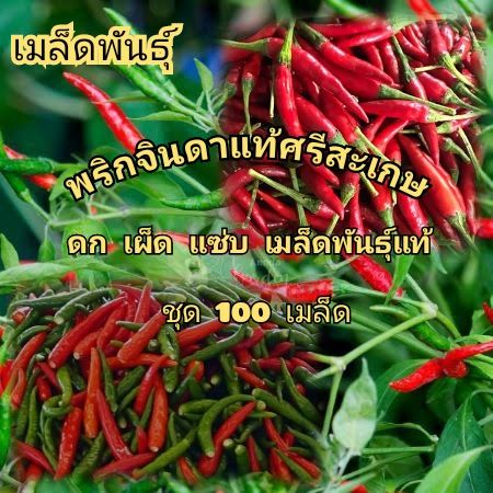 เมล็ดพันธุ์พริกจินดาสายพันธุ์ศรีสะเกษ