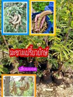 มะขามเปรี้ยวยักษ์ ต้นพันธุ์สูง40-50cm. ต้นพันธุ์แข็งแรงพร้อมปลูกติดผลไว