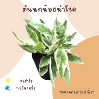 ต้นนกน้อยนำโชค ขนาดกระถาง 3 นิ้ว