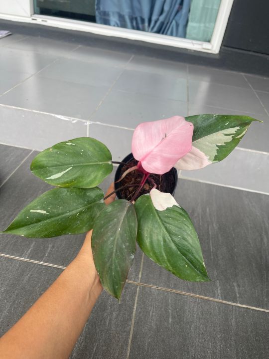 พิ้งปริ้นเซส-philodendron-pink-princess