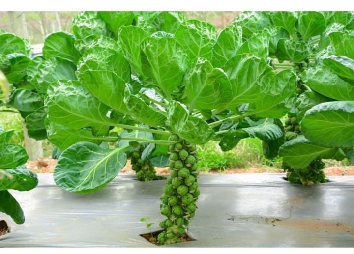 เมล็ดพันธุ์ กระหล่ำดาว (Brussels sprouts seed) คุณภาพดีของแท้100% บรรจุ 50เมล็ด