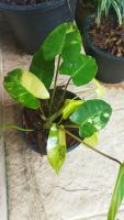 ฟิโลเดนดรอนเบอร์เบิ้ลมาร์คด่าง (Philodendron Burle Marx Variegated)​