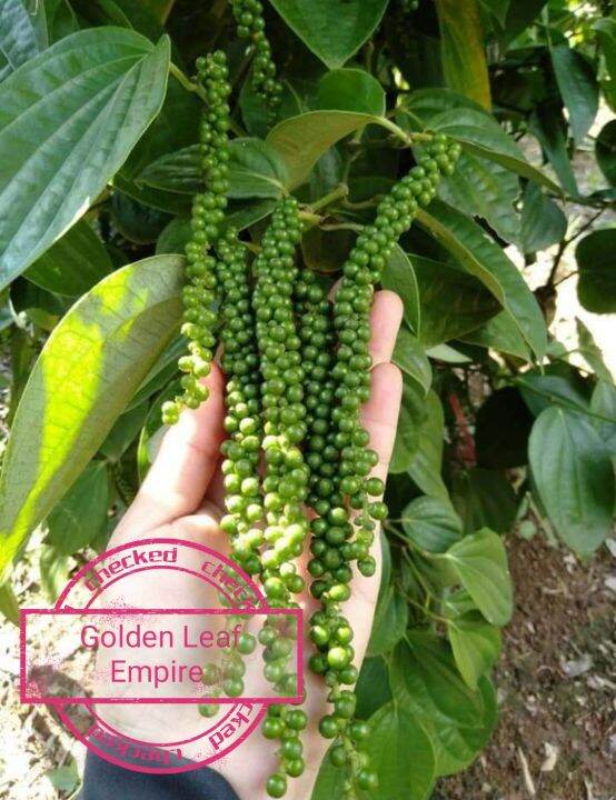 Pokok Lada Hitam /Ready stock | Lazada