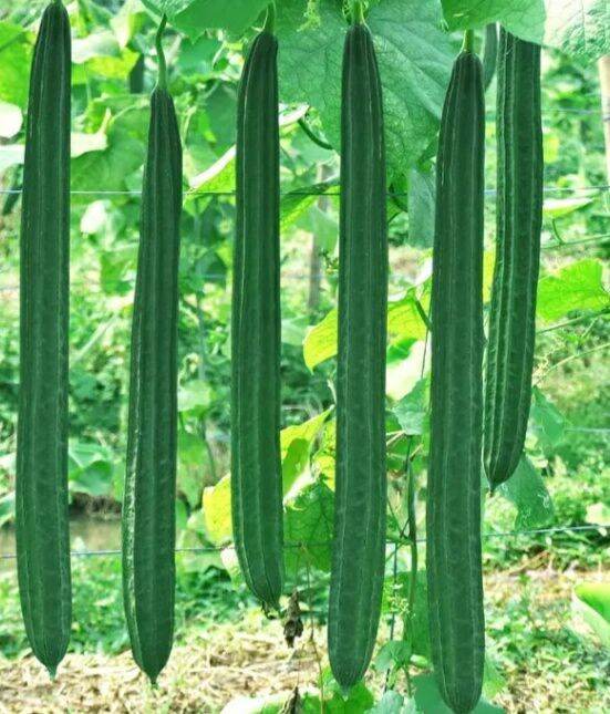 บวบเหลี่ยม-10เมล็ด