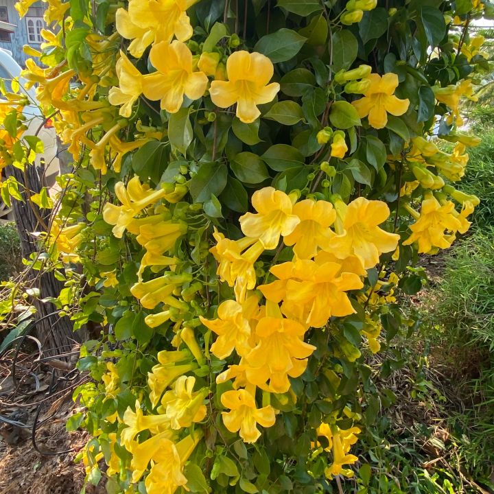 เหลืองชัชวาลย์-หรือเล็บวิฬาร์-ไม้เลื้อย-ดอกสีเหลืองสวย