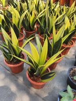 Sansevieria trifasciata hort. ex Prain cv. Goldflame สินค้าขายดี ลิ้นมังกร โกลเด้นเฟรม (GOLDEN FRAME) ไม้ฟอกอากาศ ไม้มงคล ให้ออกซิเจนตอนกลางคืน กระถางขนาด 8 นิ้ว