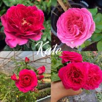 กุหลาบเคท (Kate rose) กุหลาบสีแดงบานเย็นกลิ่นหอมแรง