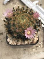 ขนนกเหลืองดอกชมพู กระถาง3” นิ้ว mamillaria Schiedeana กระบองเพชร แแคตัส