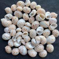 หอยทากจุดแดงขนาดเล็ก 50g Mini Red Spotted jade Snail 1-2cm