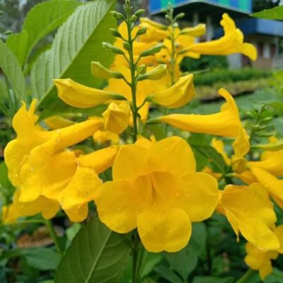 ต้นทองอุไร สีเหลืองไม้พุ่ม ไม้มงคล สีเหลืองทองอร่าม และทนแดด ทนฝนได้ดี ปลูกขึ้นได้ง่าย ดอกจะออกทั้งปี