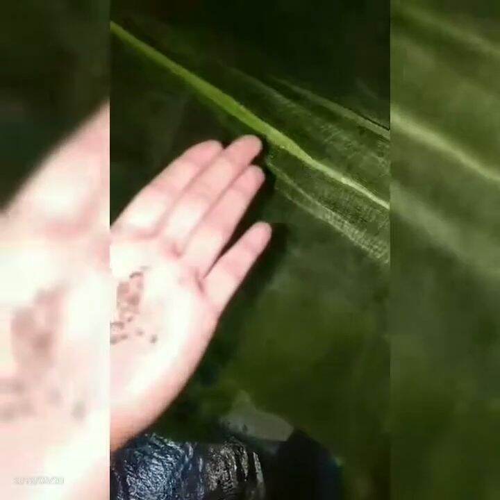 Incense Organic Sandalwood Kills Mosquitos and insects SAFE to PET and