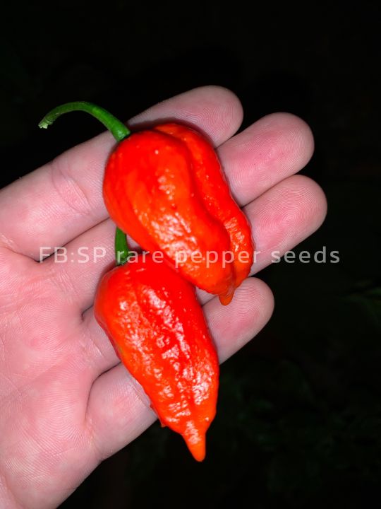 พริกปีศาจ-bhut-jolokia-ผลสด