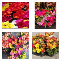 เมล็ดพันธุ์ แพรเซี่ยงไฮ้ กลีบเดียว คละสี ( Mix Portulaca grandiflora) บรรจุ 200 เมล็ด