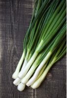 เมล็ด ต้นหอม (Spring Onion) บรรจุ 100 เมล็ด ความงอก 70% ต้นใหญ่ โตเร็ว