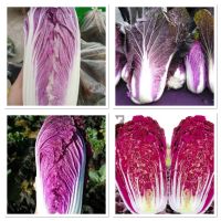 เมล็ดพันธุ์ ผักกาดสีม่วง (Purple Cabbage Seed) บรรจุ 200 เมล็ด