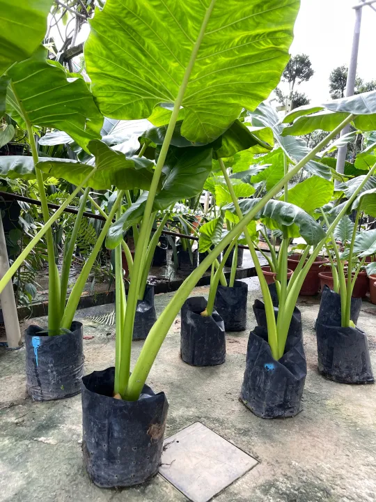 Alocasia macrorrhizos  height big size real plant free extra organic  fertilizer  free doorstep delivery | Lazada Singapore