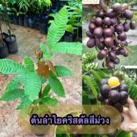 ต้นลำไยคริสตัลสีม่วง-สีแดง (สูง 50-60 ซม.)