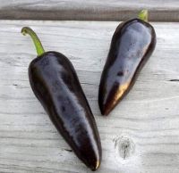 เมล็ดพันธุ์ พริกจาราปิโน่ สีม่วง (Purple Jalapeno Pepper Seed) เผ็ดน้อย บรรจุ 3 เมล็ด