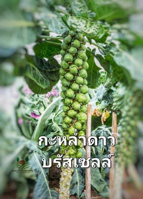 กะหล่ำดาว เมล็ดพันธุ์กะหล่ำดาวบรัสเซล  Brussel Sprouts Seeds บรรจุ 10 เมล็ด