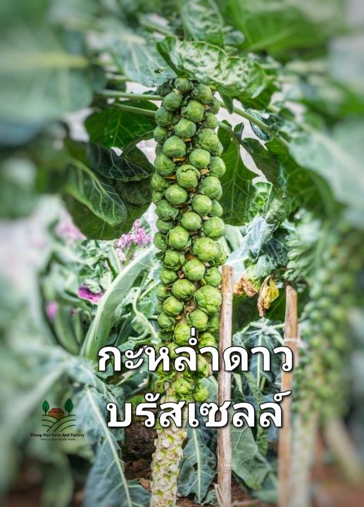 กะหล่ำดาว-เมล็ดพันธุ์กะหล่ำดาวบรัสเซล-brussel-sprouts-seeds-บรรจุ-10-เมล็ด