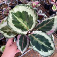 คล้านกยูง ลายเงิน  Calathea roseopicta Illustris  กระถาง5นิ้ว