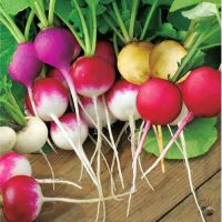 เมล็ดพันธุ์ แรดิช กลม คละสี (Mixed Round Radish Seed) บรรจุ 50 เมล็ด