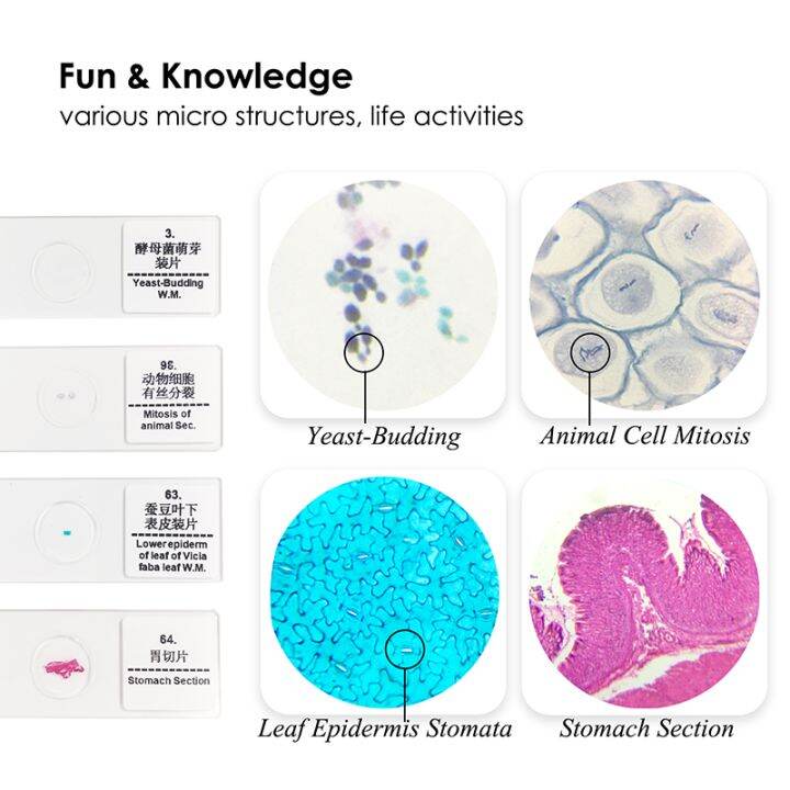 Microscope Slides 10/15/25/50/100 Pieces Glass Slide Prepared