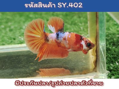 ปลากัดนีโม่ เพศผู้พร้อมรัด ขนาด 1.4-1.5 นิ้ว