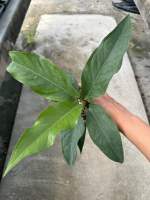 Anthurium hybrid pot4" โชคเก้าชั้นแม่เชื้อด่าง กระถาง4นิ้ว รากแน่นแข็งแรง