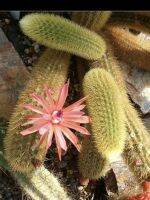 หางกระรอกฟอร์มกอ กระถาง3”นิ้ว Aporocactus Flagelliformis