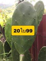 กระบองเพชรใบเสมาโอพันเทียหูกระต่ายแบบชุด20ใบ Opuntia cochenillifera แคตตัสโอพันเทียหูกระต่ายใบเสมาต้นไม้สไตล์มินิมอลต้นไม้วินเทจ