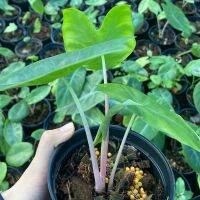 Alocasia pinkdragon(ลูกผสม)ไม้ฟอกอากาศ ตั้งโต๊ะทำงาน