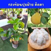 ต้นกระท้อนพันธุ์ปุยฝ้าย แบบติดตาเป็นกระท้อนสายพันธุ์ยอดนิยม หาซื้อง่าย รสชาติหวานอร่อย เนื้อฟู · กระท้อนพันธุ์อีหล้า